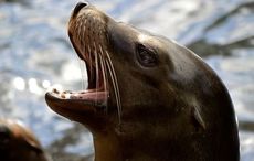 Irish Government considering allowing fishermen to shoot seals with high-powered rifles