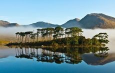 Today is Tree Day in Ireland!