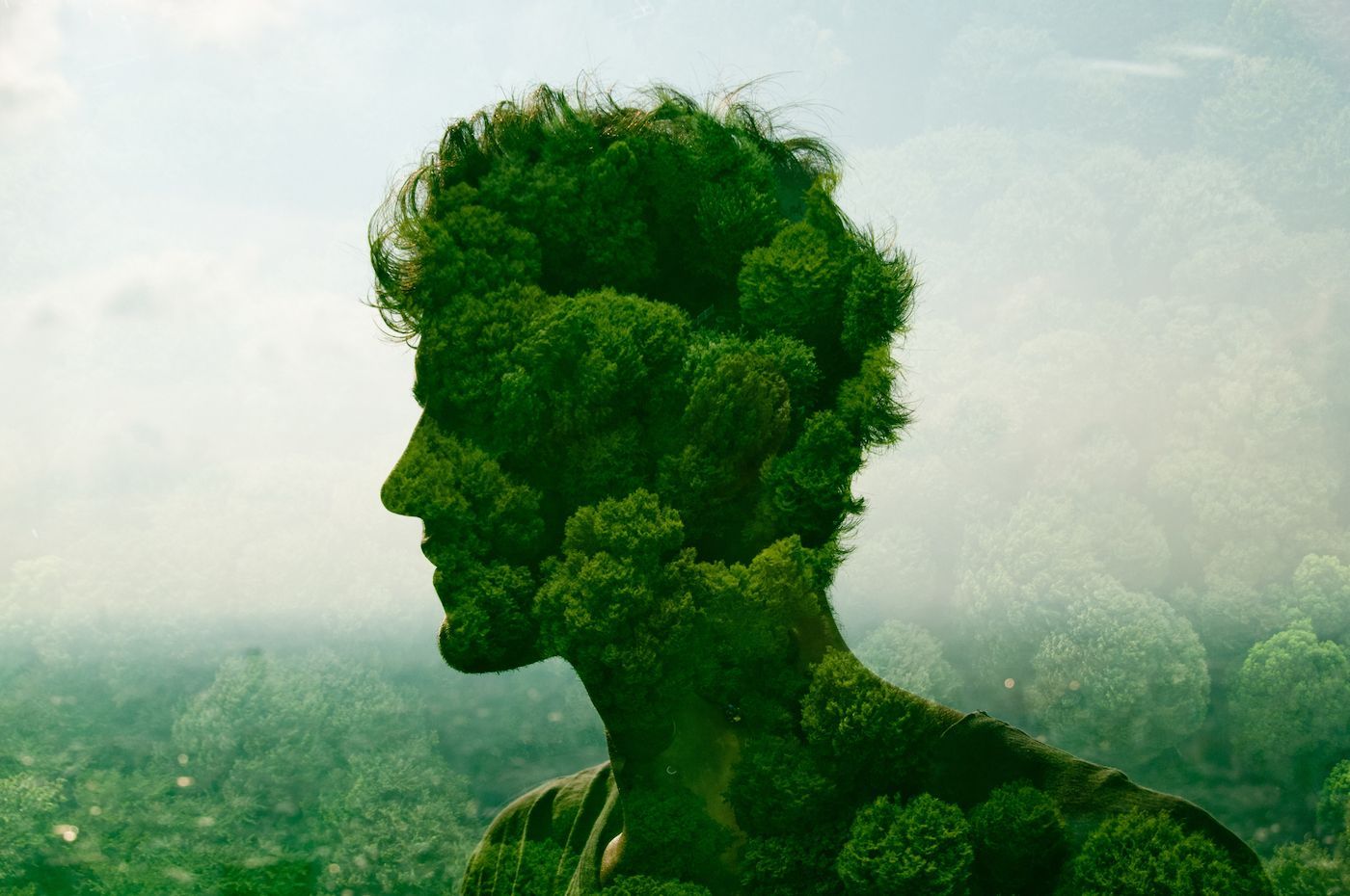 Irish Heritage Tree planting native trees in Ireland