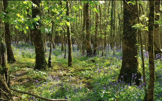 Irish Heritage Tree planting native trees in Ireland