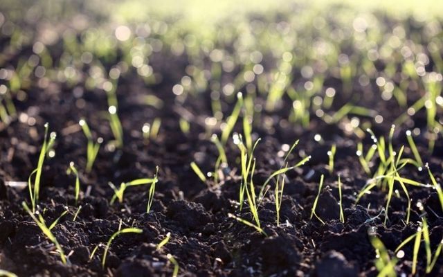 Irish soil could hold the key in the fight against antibiotic-resistant bacteria. 