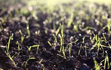 Irish folk medicine could play huge role in future medicine, study says