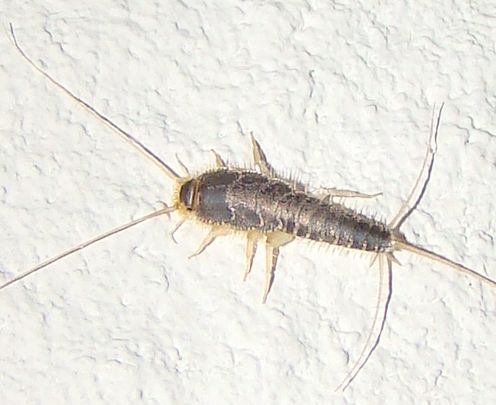 Prehistoric insect, the silverfish.