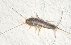 400-million-year-old insect plaguing Irish homes