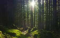 The Tipperary farmer behind Irish Heritage Tree's first forest