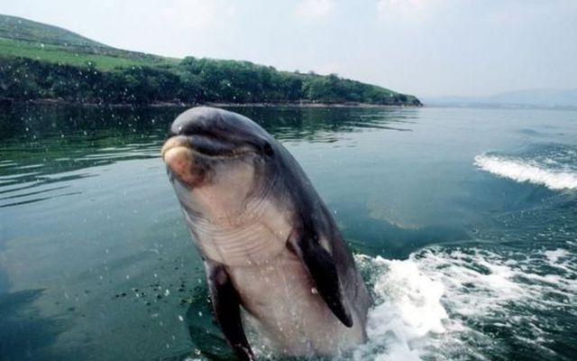 Fungie the Dolphin to be given a day of celebration in Dingle