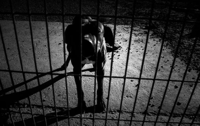 A Donegal man was banned from owning a dog after ISPCA found his dog living in \"treacherous\" conditions. (STOCK PHOTO)