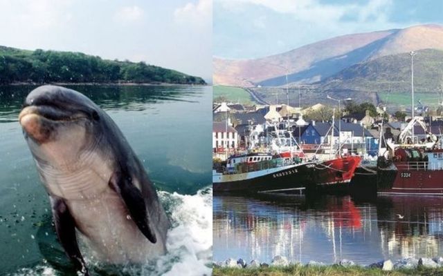 The first \"Fungie Day\" was a huge success in the town of Dingle, Co. Kerry