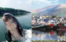 The first "Fungie Day" a huge success in the town of Dingle, County Kerry