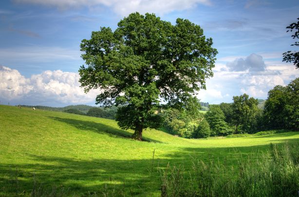 Help keep Ireland green by planting a tree with the Irish Heritage Tree 