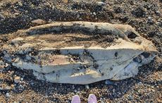 Endangered turtle discovered on County Waterford beach