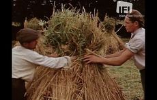 WATCH: Fantastic color footage of an Irish harvest more than 75 years ago