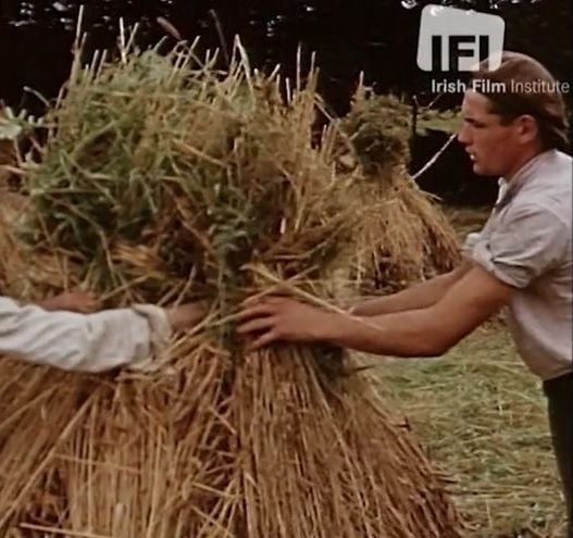 WATCH: Fantastic color footage of an Irish harvest more than 75 years ago