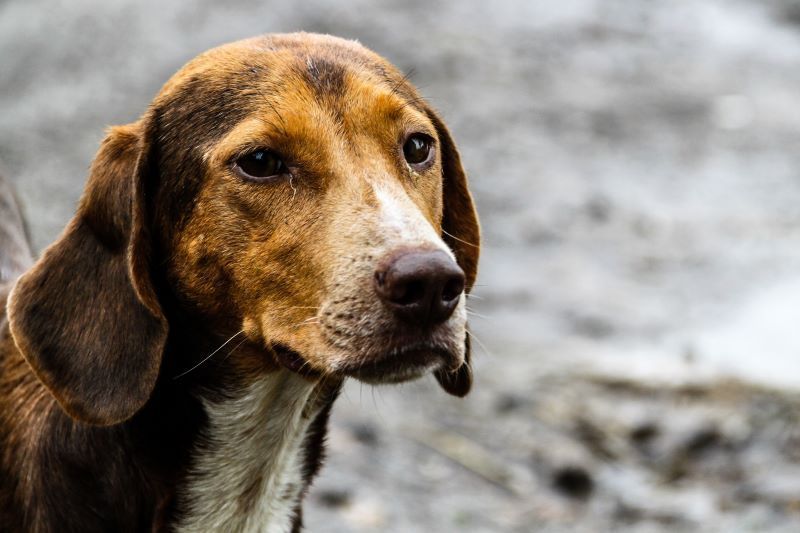 Petition to end puppy farming in Ireland gains nearly 10k signatures