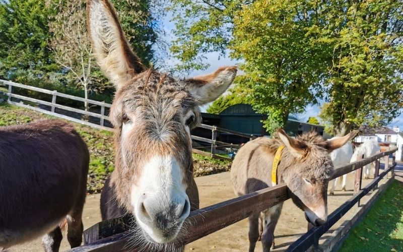 Donkey Sanctuary Ireland Surge in abandoned animals continues