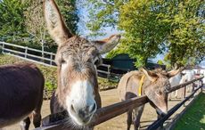 Irish donkey charity dismay as surge in abandoned animals continues