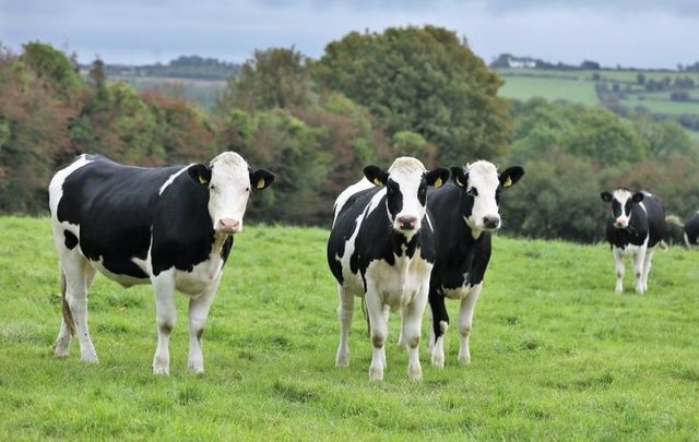 Cattle in the Leinster area of Ireland in 2019.