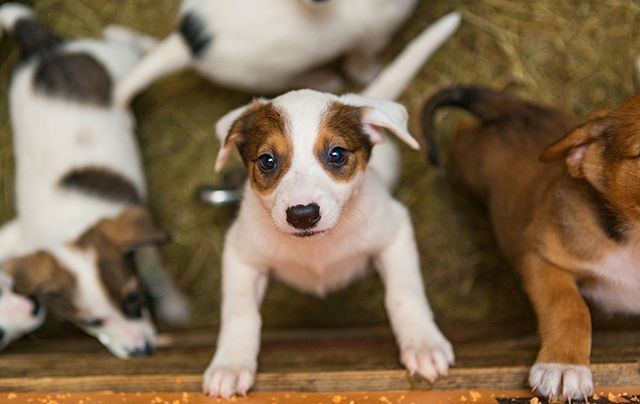 Ireland's top 5 puppy names revealed
