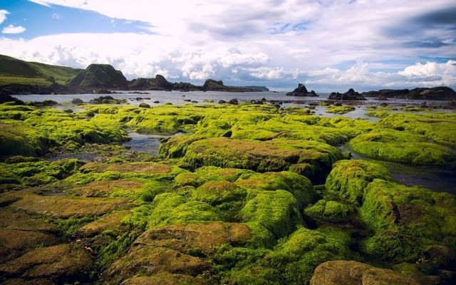 Seaweed at Balintoy Harbour in Northern Ireland. 