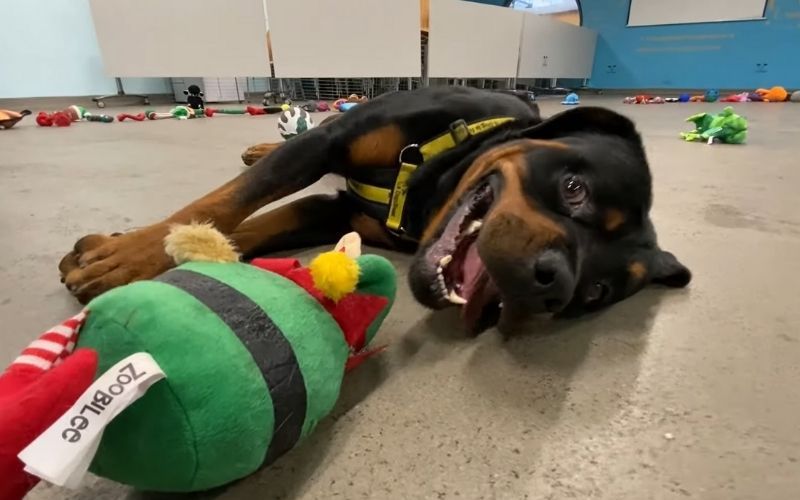 Dogs Trust Ireland lets pups pick their own Christmas toys