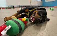WATCH: Christmas comes early for some of Ireland’s best pups