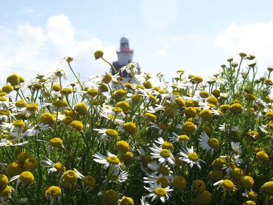80-year-old tradition of the Daisy Day to take place at Hook Lighthouse, Wexford.