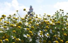 What is the Irish Christmas season tradition of Daisy Day?