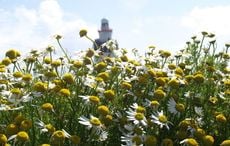  What is the Irish Christmas season tradition of Daisy Day?