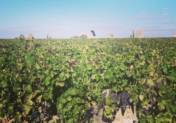 Vines as far as the eye can see at Barton Family Wines.