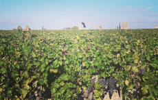 Sláinte! The Irish people leading the way in winemaking internationally