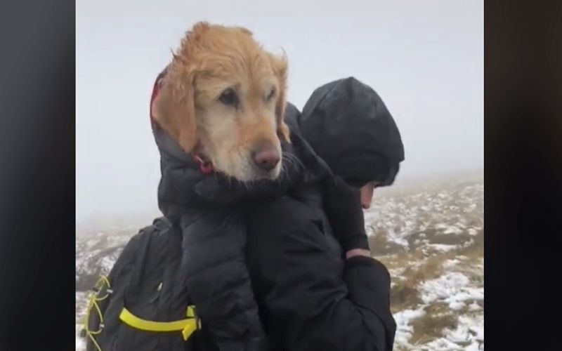 Hikers rescued dog who was stranded in the snowy Wicklow Mountains for two weeks
