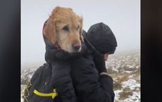 Hikers rescued dog who was stranded in the snowy Wicklow Mountains for two weeks