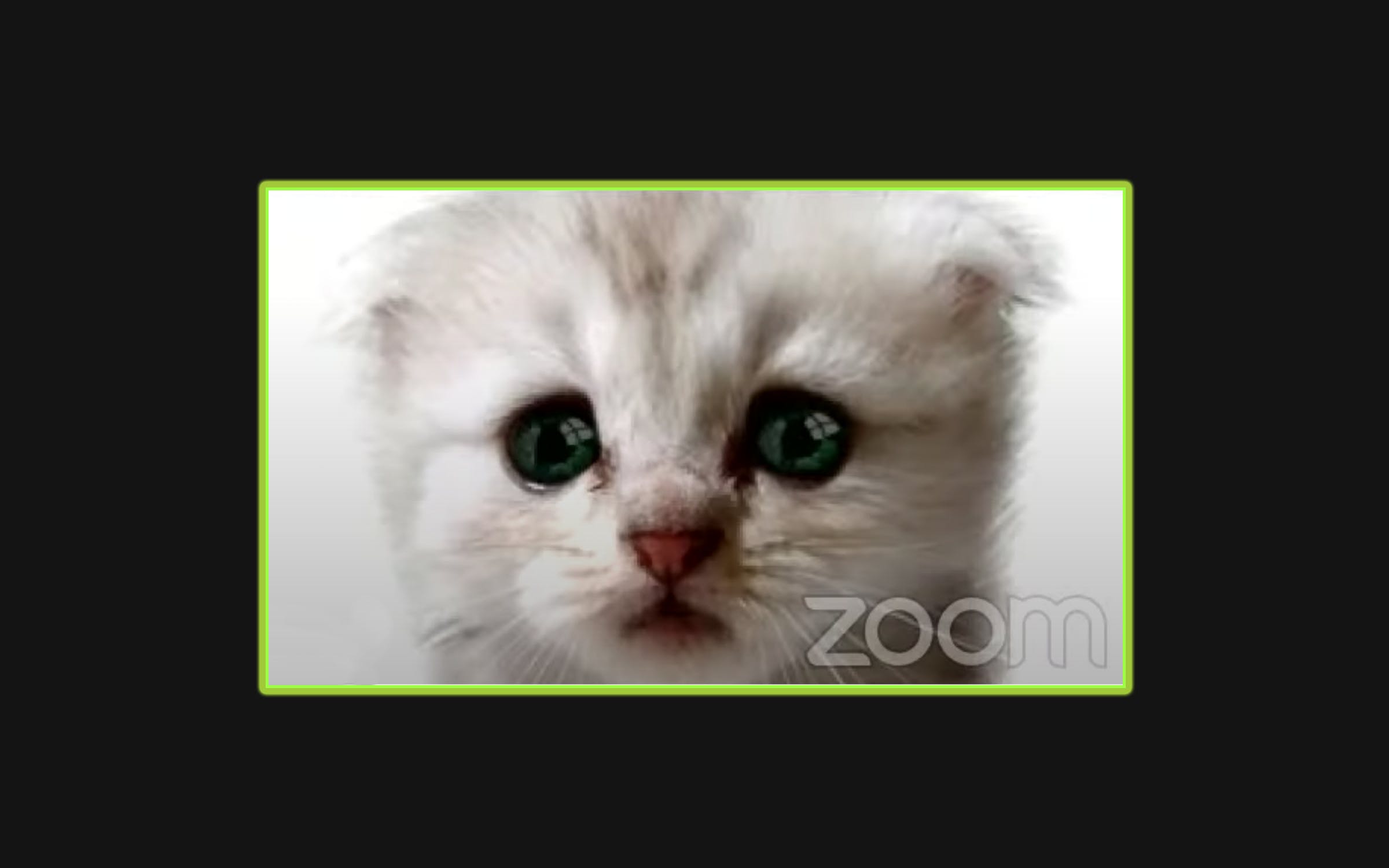 The cat filter Zoom call stumble by a US lawyer, possibly the funniest