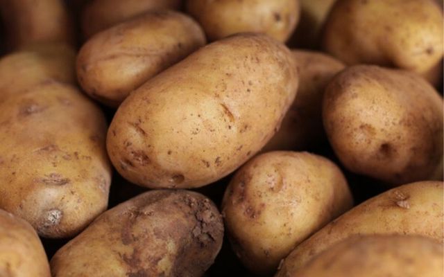 Finally, a genetic cure for blight that caused Irish Famine found