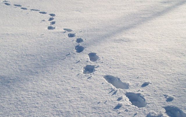 Footprints in the snow: \"Call me fanciful but I felt that these boot prints were telling me something about the loneliness of my new life.\"