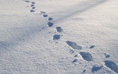 Boot prints in the snow - the solitary life of a lone immigrant