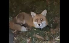 Sam, Trinity College Dublin’s resident fox, is expecting cubs