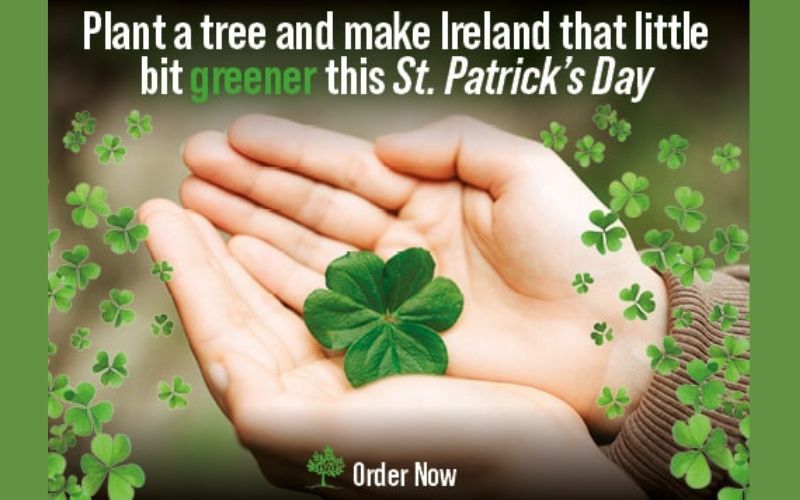 Bring a bit of green into your life this St. Patrick's Day by planting a tree in Ireland 