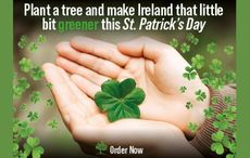Bring a bit of green into your life this St. Patrick's Day by planting a tree in Ireland 