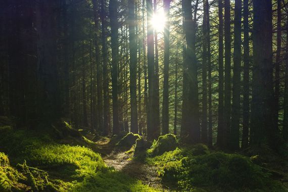 Ireland\'s forest parks experienced a surge in visitors during the pandemic. 