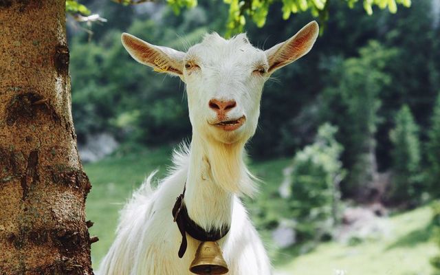 A goat has been roaming the streets of a Co Mayo town for nearly a month. (Stock Photo)