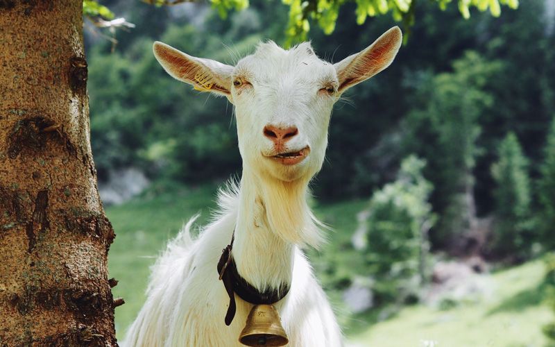 Elusive goat nicknamed "Houdini" gets a new home and pal in Co Mayo