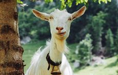 Elusive goat nicknamed "Houdini" gets a new home and pal in Co Mayo