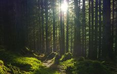 Native Irish tree planting farm located on a former secret WWII airbase 