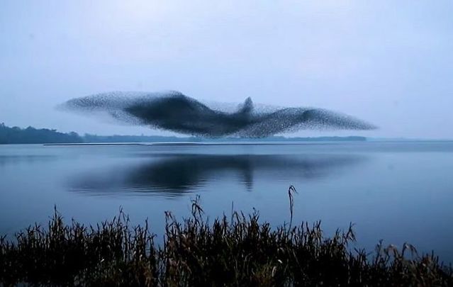Photographer James Crombie captured the stunning starling murmuration over Lough Ennell in Co Westmeath.