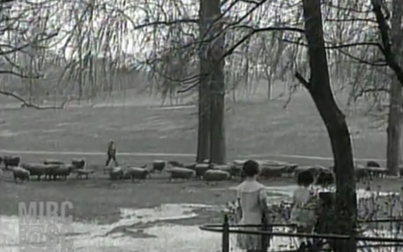 WATCH: Incredible 1929 news footage shows Irish shepherd in Prospect Park, New York