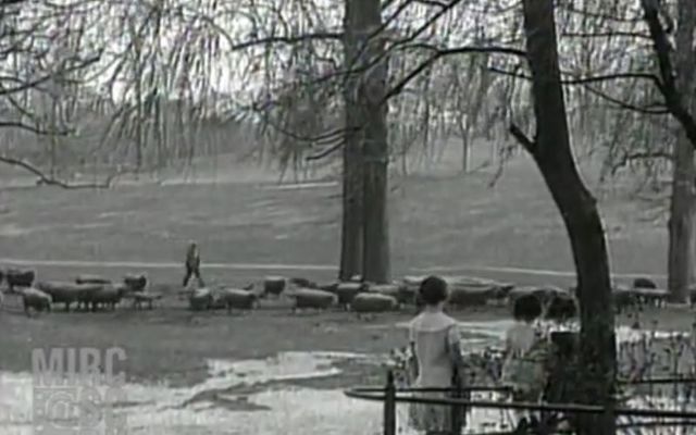 Sheep were once used to maintain grass in urban parks.