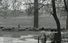 WATCH: Incredible 1929 news footage show Irish shepherd in Prospect Park, New York