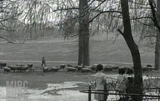 WATCH: Incredible 1929 news footage show Irish shepherd in Prospect Park, New York