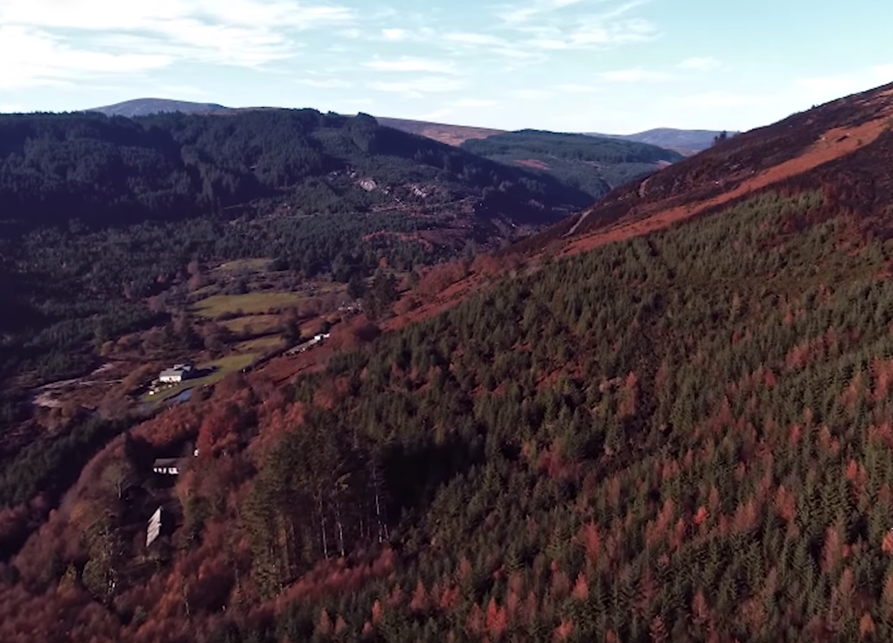 Connect to Ireland this St. Patrick's Day by planting an Irish Heritage Tree